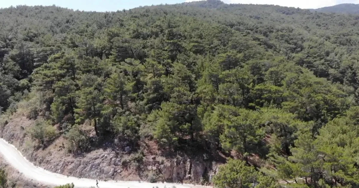 Balıkesir ve K&uuml;tahya&rsquo;da ormanlara girişler yasaklandı