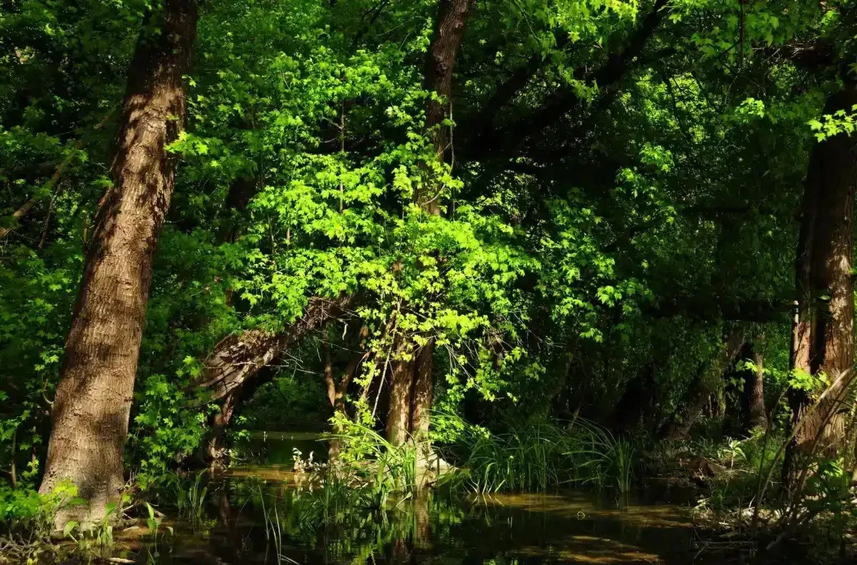 &Ccedil;anakkale&rsquo;de ormanlara yaz girişi kısıtlaması